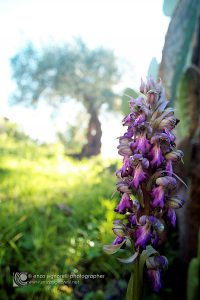 Un esemplare di orchidea spontanea (Himantoglossum robertianum o Barlia robertiana) fiorisce all'ombra dei fichidindia grazie al terreno non contaminato e all'ecosistema pressoch intatto. Sullo sfondo si erge un olivo secolare della variet Nocellara dell'Etna.