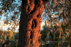 Un tronco di olivo secolare con i caratteristici disegni e rilievi della corteccia