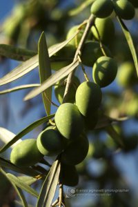 Olive della variet Nocellara Etnea, una cultivar siciliana autoctona diffusa nella zona centro orientale. La Nocellara dell'Etna sopporta bene la carenza di acqua, di conseguenza  adatta ai suoli vulcanici che sono ricchi di rocce e facilmente permeabili.