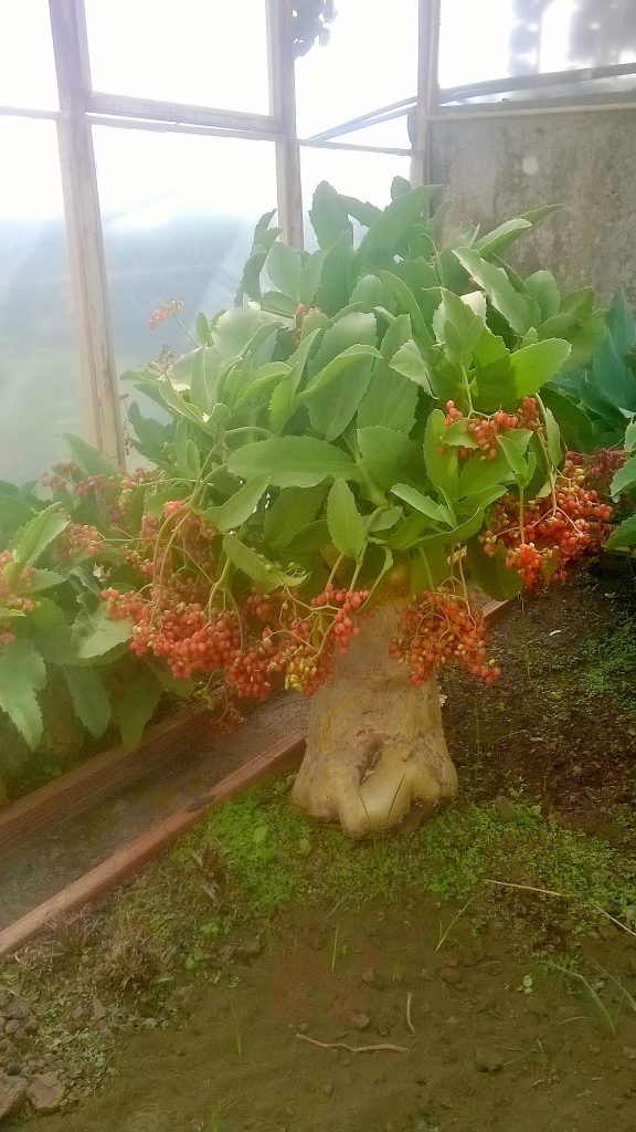 Il giardino di Paolo