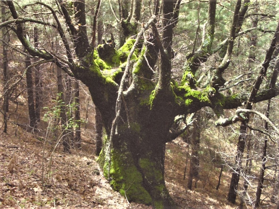 Tra le maestose querce di Monte Egitto, “nel bosco delle fiabe della mia infanzia”