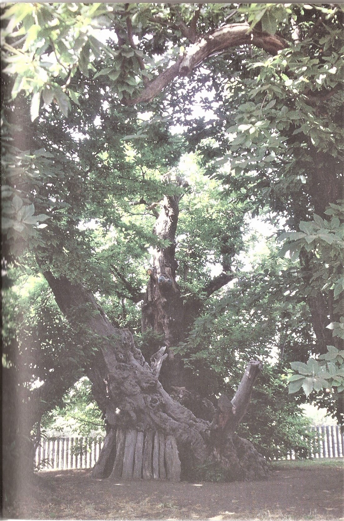 Il Castagno, la regina Giovanna, i cento cavalieri. La fascinosa leggenda del maestoso albero Il Castagno, la regina Giovanna, i cento cavalieri. La fascinosa leggenda del maestoso albero