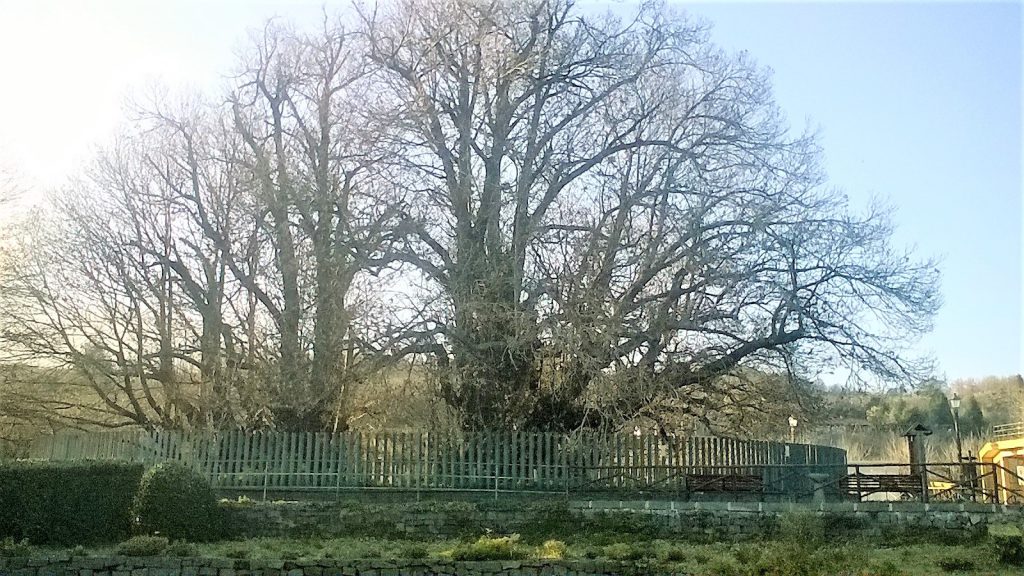 Il Castagno, la regina Giovanna, i cento cavalieri. La fascinosa leggenda del maestoso albero millenario