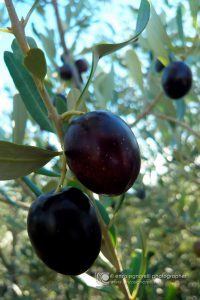 Olive di variet Moresca giunte a maturazione. Nelle coltivazioni di Nocellara Etnea la Moresca ha funzioni importantissime per l'impollinazione ed  un ottimo componente dei blended.
