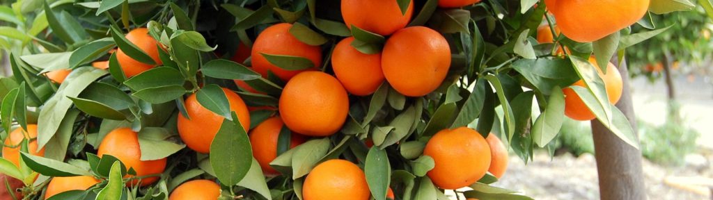 Più legalità per le arance di Sicilia. “Non tutte le filiere sono sporche”. Parola di Oranfrizer