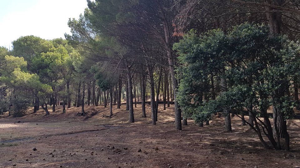 “Non abbandonate la Pineta dei Monti Rossi !”