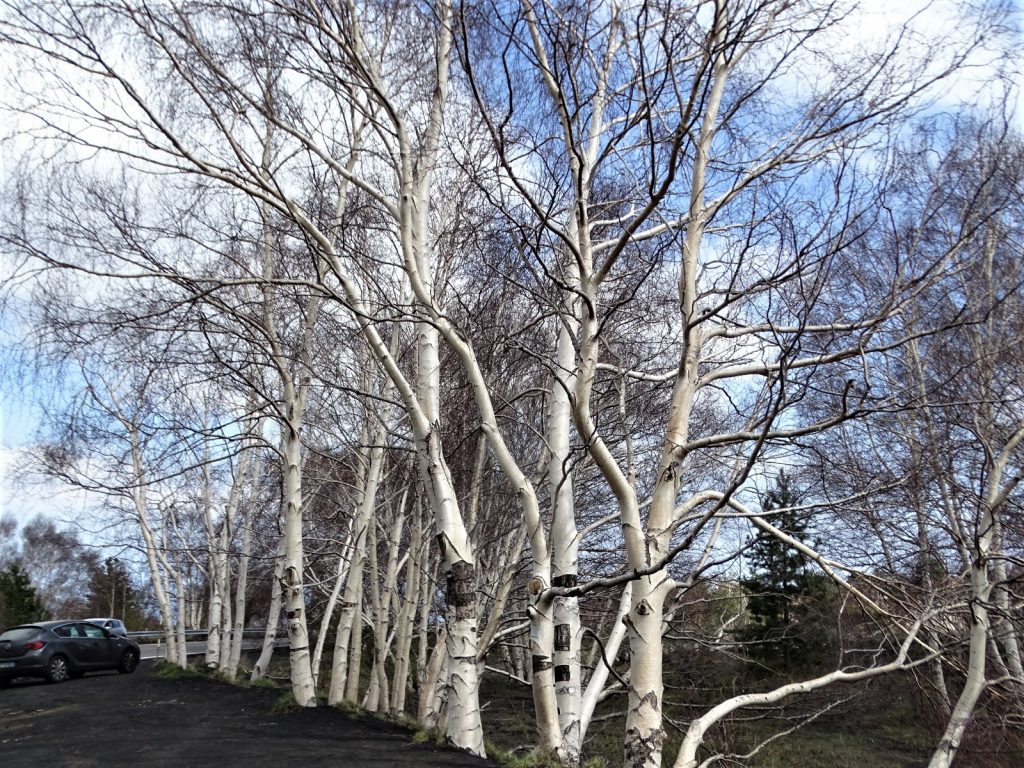 “Proteggere e ripristinare la biodiversità vuol dire valorizzare la vita”