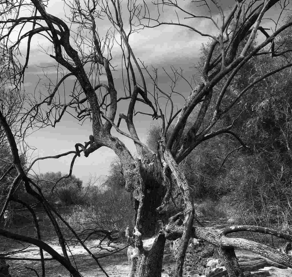 “Così ho visto morire un olivo secolare dell’Etna”
