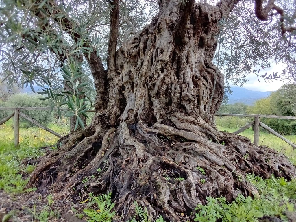 Polifemo, millenario tra gli ulivi, con il suo olio della pace